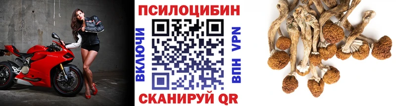 Псилоцибиновые грибы Psilocybine cubensis  закладки  Михайлов 